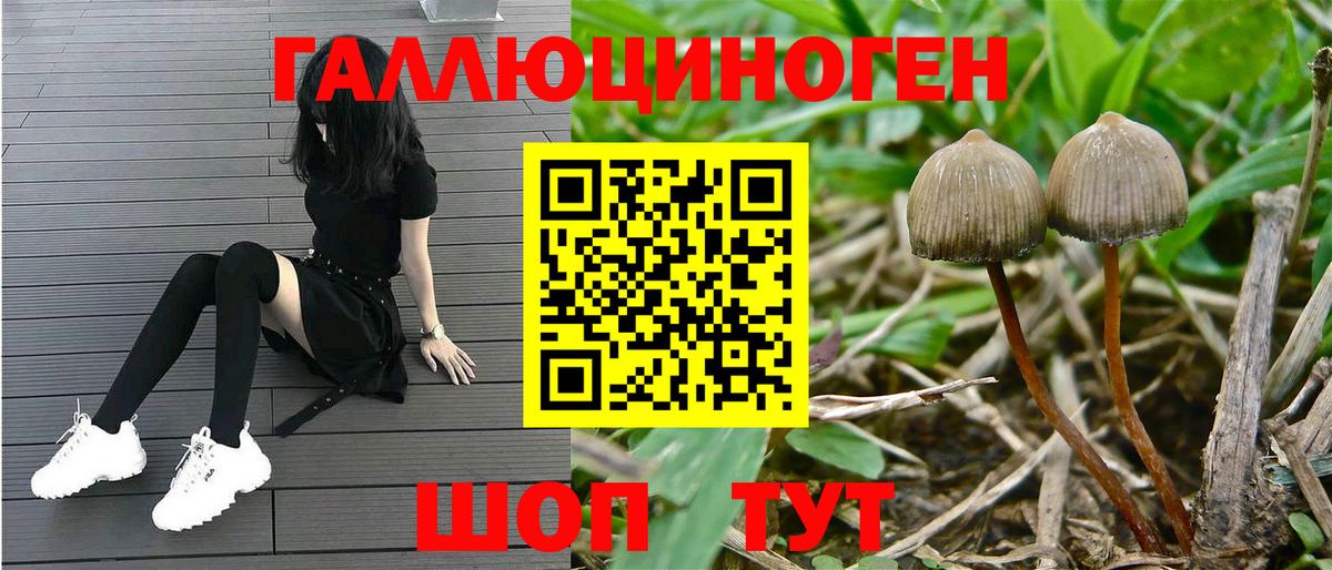 Псилоцибиновые грибы мицелий  Псилоцибиновые грибы Cubensis  Мытищи  Вход с VPN 